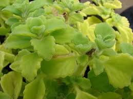 Image result for Plectranthus alboviolaceus