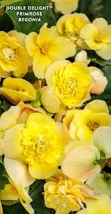 Pin On Yellow Plants