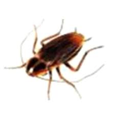 We provide affordable pest control services in malaysia for homes and businesses. Cockroaches Pest Control Ideal Pest Control Sdn Bhd Malaysia