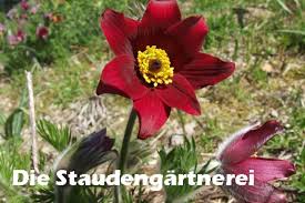 pulsatilla vulgaris rote glocke die staudenga rtnerei der staude 3 00 a kuchenschelle steingarten staudengartnerei