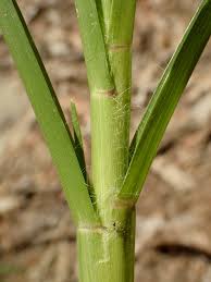 Image result for Eleusine africana