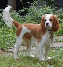 Maybe you would like to learn more about one of these? Cockalier Dog Breed Information And Pictures