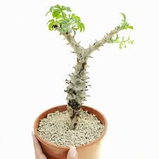 Image result for Jatropha scaposa