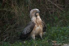 Image result for Kotschya strigosa