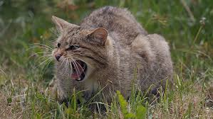 Zafer yetinenlere değil, her zaman daha ileriyi gözleyenlere aittir. Scottish Wildcats The Fight For Survival Cgtn