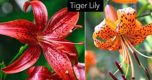 Order fresh cut bulk oriental lily flowers. Tiger Lily Flower Care How To Grow Tiger Lilies