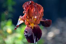 The Language Of Flowers Iris Language Of Flowers Iris Painting Woodland Flowers