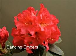 Lem S Tangerine X Fiery Orange 1998 Flowers Gold Medal Winners Tickled Pink