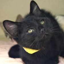 Adopted Bobo Is A 4 Month Old Neutered Male All Black Domestic Short Hair Cat Bobo Is A Beautiful Friendly Outgoing And Fun Lil Guy He Loves To Play A