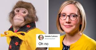Someone Realizes This Monkey Looks Like Every Journalist And Real Journalists Confirm With 24 Pics Bored Panda You can take any video, trim the best part, combine with other videos, add soundtrack. monkey looks like every journalist
