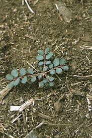 Image result for Euphorbia prostrata