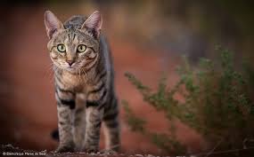 ‪Come on safari with us to find Africa's 10 cat species‬‏