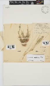 Image result for Enneapogon pretoriensis