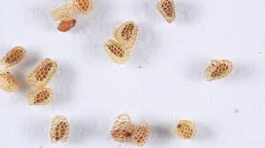 How to buy legal cbd seeds on the internet? Cleaning Processing Drying And Storing Orthodox Seeds Cpc Rare Plant Academy