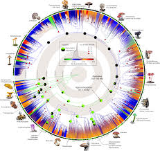 Megaphylogeny Resolves Global Patterns Of Mushroom Evolution