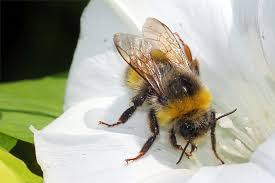 Welcome to the official hummel facebook page! Hummeln Nabu