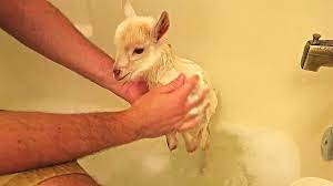 Here's how to give a newborn a bath, with tips on keeping the routine safe. Cute Baby Goats First Bath Baby Goats Cute Babies Goats