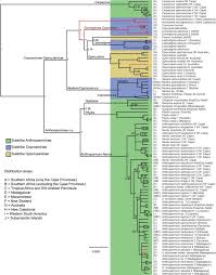 Image result for Triainolepis