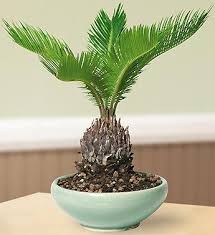 A sago palm has a rugged trunk topped with stiff, arching fronds that grow in a circular pattern. Sago Palm Bonsai Indoor Bonsai Tree Bonsai Tree Care Plants