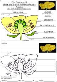 Bastelanleitung Fur Eine Blume Mit Blutenmodell Basteln Anleitung Bastelanleitungen Kreativer Unterricht