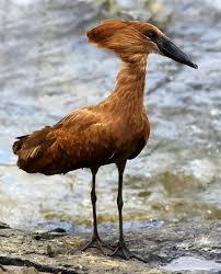 Birds Of South Africa Images Pin On Amazing World