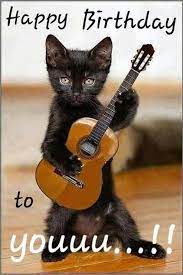 101 Funny Cat Birthday Memes Happy Birthday To Youuu Funny Animal Pictures Funny Animals Funny Cats