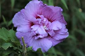 Image result for Hibiscus syriacus Violet Clair Double