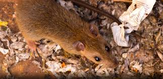 Norway rats and roof rats are the most common species of rats in the united states. Pest Advice For Controlling Brown Rats