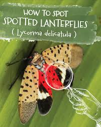 Image result for Scleria delicatula