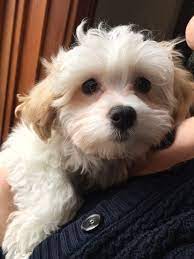 Fredie died on 22 august 2020 at a said age of 116 years, 3 months, and 14 days. Our First Pet In 18 Years Meet Luca He S Great 3 Months Old Here Maltipoo