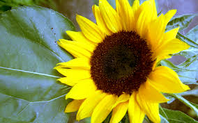 Choose your dates for more accurate prices. Sunflower General Feedipedia