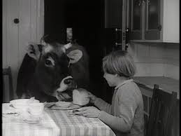 Holen sie sich ein 28.000 zweites 1950s: Cow Breakfast Table New Zealand 1950 1969 Hd Stock Video 361 233 556 Framepool Stock Footage