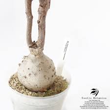 Image result for Elephantorrhiza elephantina