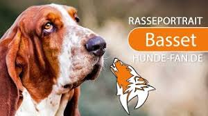 We did not find results for: Basset Hound Charakter Wesen Erziehung Haltung Hunde Fan De