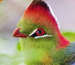 Image result for Turraea fischeri