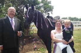 Moments ago, i announced at a press conference the findings of the latest hsus undercover investigation documenting horrific abuse of. My Horse S Death And The Life Of A Tennessee Walker Live Science