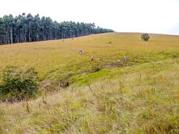 Image result for Helixanthera woodii