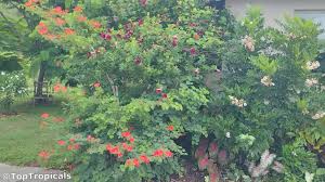 Image result for Bauhinia galpinii