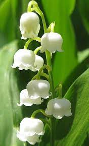 Pin On Flowers Plants