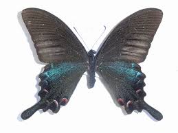 Maybe you would like to learn more about one of these? Papilio Dialis Wikipedia