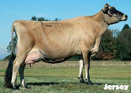 Name That Cow The 6 Great Dairy Breeds Dairy Discovery Zone