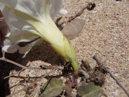 Image result for Napoleonaea septentrionalis