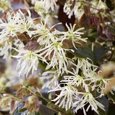 Those long, lanceolate leaves don't look like much, but aloysia citrodora provides the freshest. Loropetalum Chinense Ruby Snow Iwai Pbr Loropetalum Plants Pbr Crocus