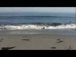 Ekran görüntüsü olarak şömine, orman manzarası, okyanus manzarası, akvaryum görüntüsü ver. Three Hours Of Relaxing Ocean Wave Sounds Ocean Wave Sounds Ocean Sounds Ocean Waves