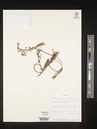 Image result for Acacia adenocalyx