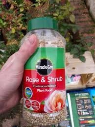 Maybe you would like to learn more about one of these? Why Is My Rose Bush Drooping How To Save It Gardener Report