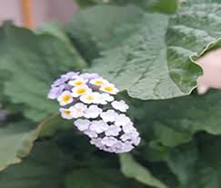 Image result for Heliotropium elongatum