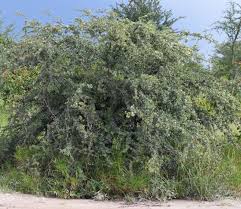 Image result for Terminalia randii