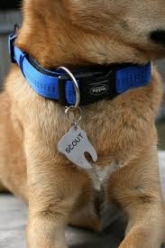 The value you specified is invalid. Tooth Dog Tag Customized Pet Id Tag Name Tags Trust Me Etsy Pet Id Tags Pet Id Dog Tags