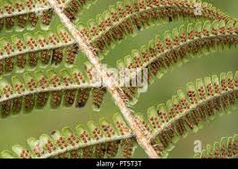 Image result for Pteridium